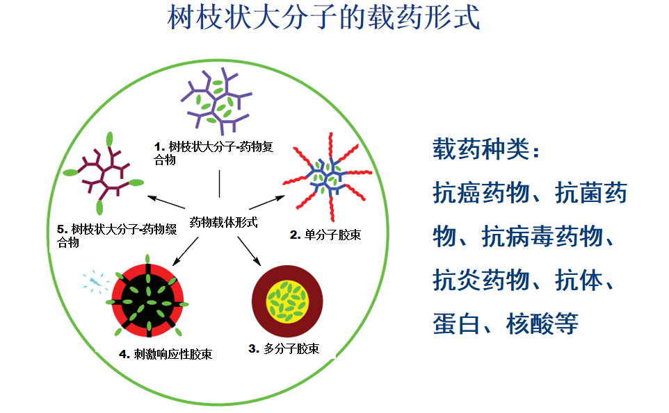 樹枝狀聚酰胺胺應(yīng)用于生物醫(yī)療